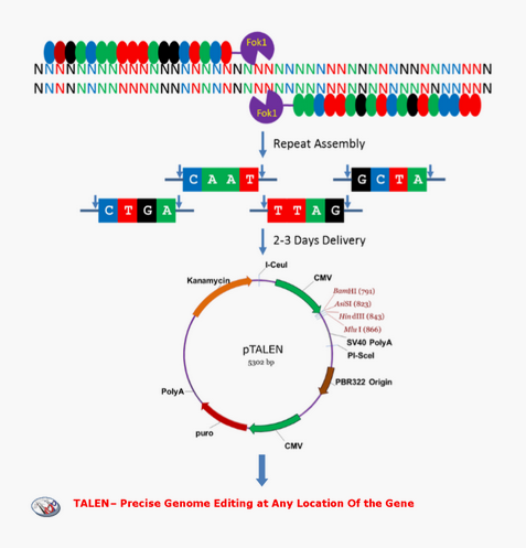 維真生物CRISPR/Cas9-TALE-設(shè)計(jì)策略