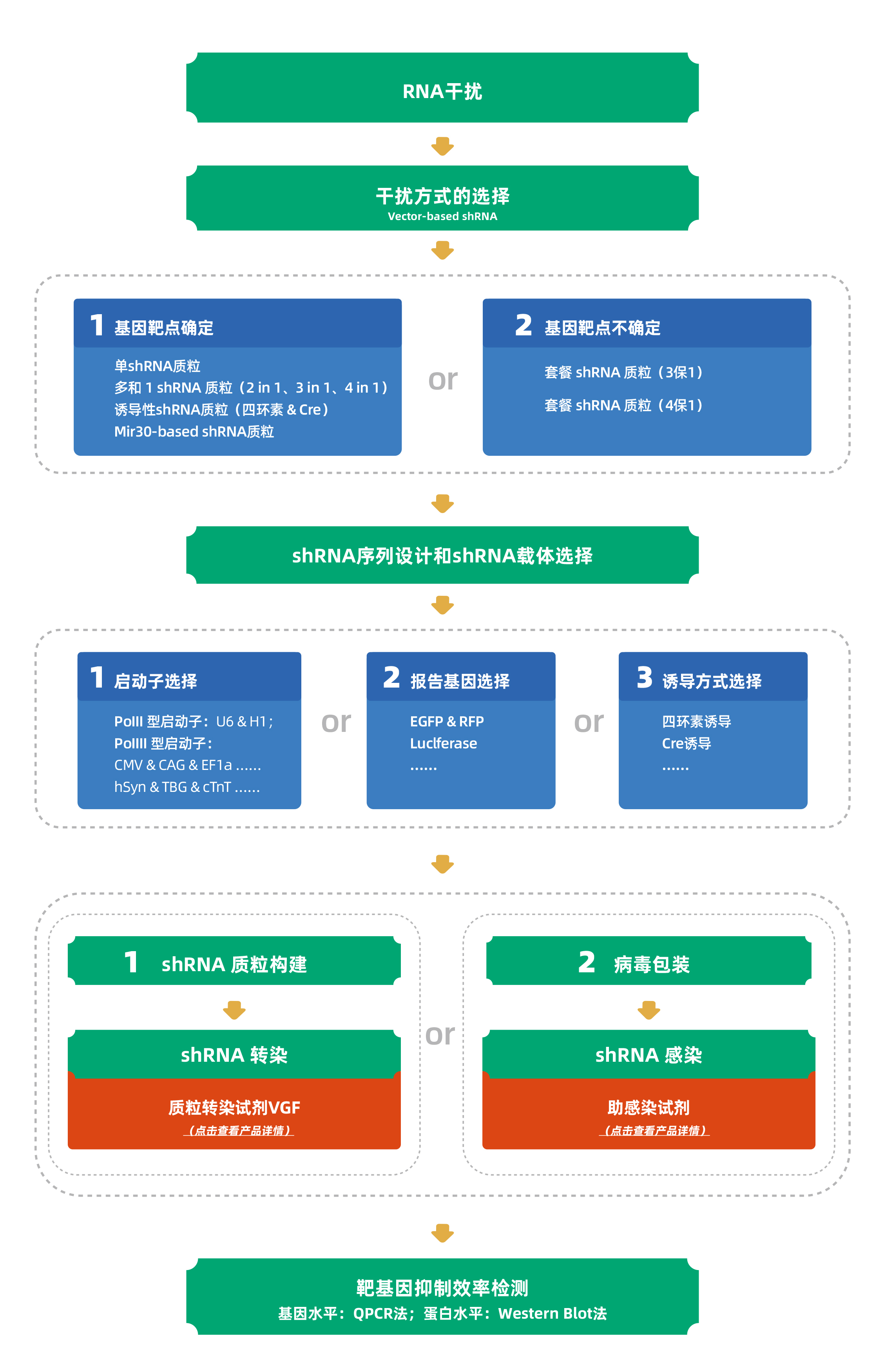 shRNA克隆服務(wù)流程圖