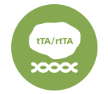 四環(huán)素表達(dá)調(diào)控系統(tǒng)
