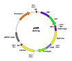質(zhì)粒-microRNA