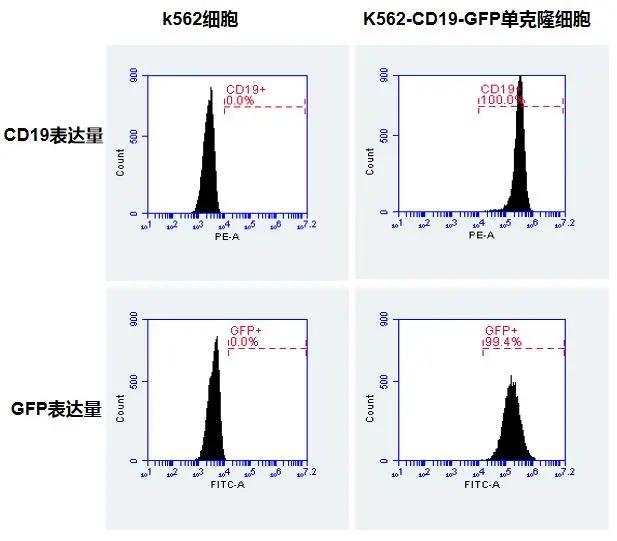 【維真生物-殺傷靶細胞】K562細胞與K562-CD19-GFP單克隆細胞中CD19與GFP表達量的鑒定