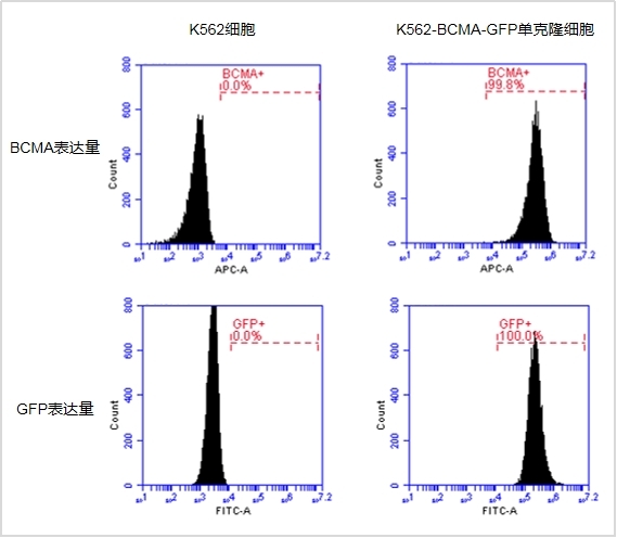 【維真生物-殺傷靶細胞】GFP陽性細胞存活率檢測